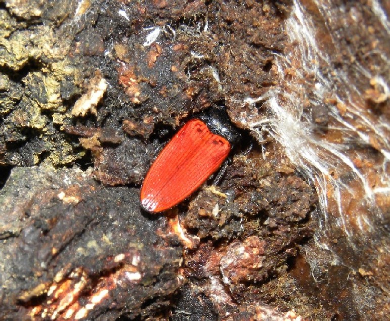 Tenebrionidae: Uloma culinaris e Elateridae: Ampedus pomonae